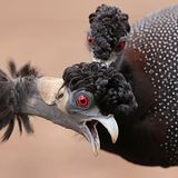Kruger National Park, Südafrika: Ein Kräuselhauben-Perlhuhn krault einem Artgenossen den Kopf. Der Genuss sei dem Gekraulten anzusehen gewesen, berichtet Fotograf Richard Flack