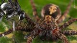 Madre de Dios, Peru: Eine Wegwespe der Gattung Anoplius liefert sich mit einem potenziellen Opfer ein Duell. Die mit einem Stich gelähmte Spinne dient später als lebende Nahrung für den Wespen-Nachwuchs
