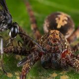 Madre de Dios, Peru: Eine Wegwespe der Gattung Anoplius liefert sich mit einem potenziellen Opfer ein Duell. Die mit einem Stich gelähmte Spinne dient später als lebende Nahrung für den Wespen-Nachwuchs