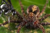 Madre de Dios, Peru: Eine Wegwespe der Gattung Anoplius liefert sich mit einem potenziellen Opfer ein Duell. Die mit einem Stich gelähmte Spinne dient später als lebende Nahrung für den Wespen-Nachwuchs