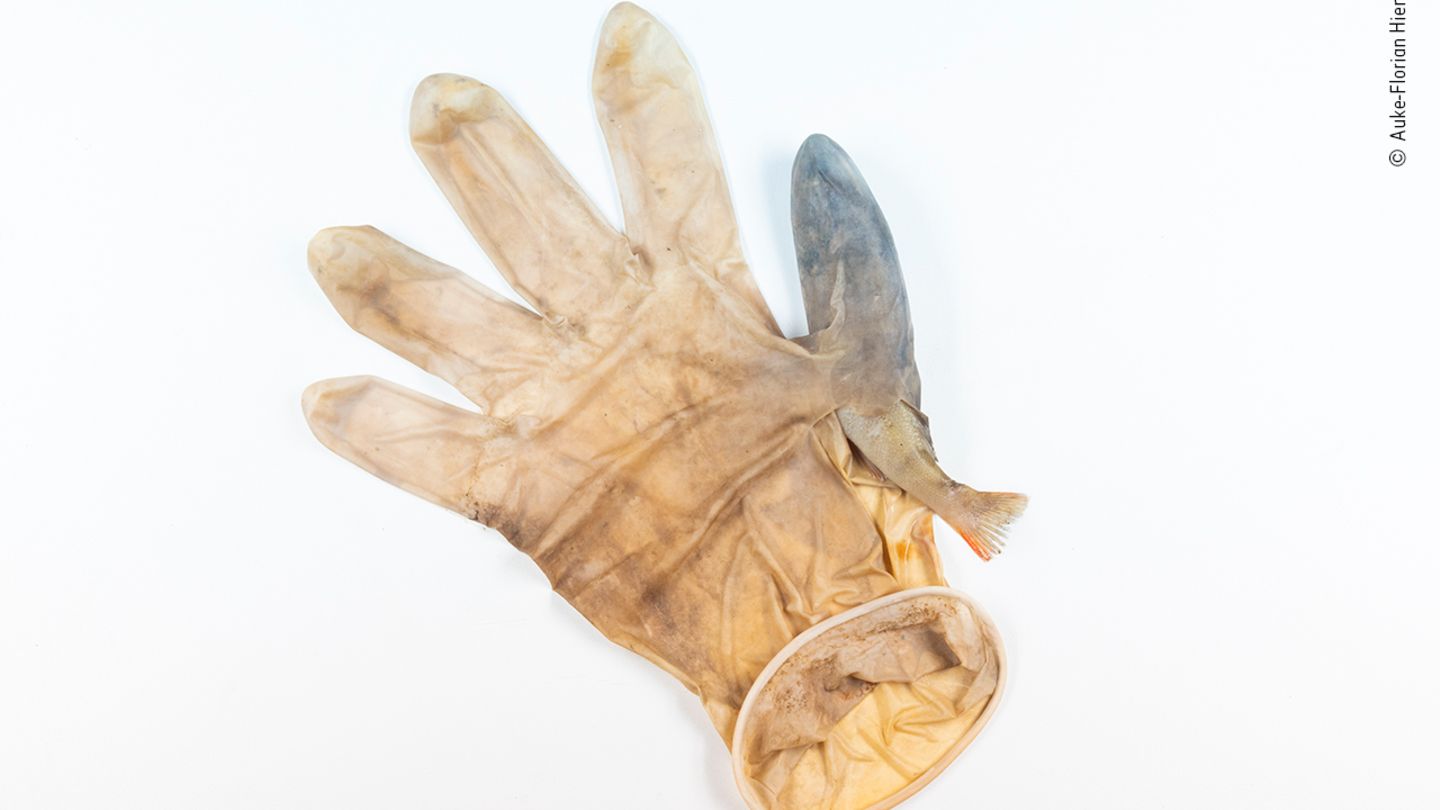 Leiden, Niederlande: Dieser Gummihandschuh wurde einem Fisch zum Verhängnis