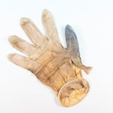 Leiden, Niederlande: Dieser Gummihandschuh wurde einem Fisch zum Verhängnis