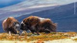Dovrefjell-Sunndalsfjella, Norwegen: Nicht nur männliche, auch weibliche Moschusochsen gehen schon mal aufeinander los