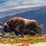 Dovrefjell-Sunndalsfjella, Norwegen: Nicht nur männliche, auch weibliche Moschusochsen gehen schon mal aufeinander los