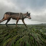 Vancouver Island, Kanada: Mit einem Fernauslöser gelang Bertie Gregory dieses Foto eines bei Niedrigwasser patroullierenden Wolfs