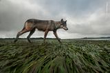 Vancouver Island, Kanada: Mit einem Fernauslöser gelang Bertie Gregory dieses Foto eines bei Niedrigwasser patroullierenden Wolfs