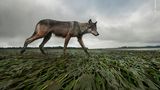 Vancouver Island, Kanada: Mit einem Fernauslöser gelang Bertie Gregory dieses Foto eines bei Niedrigwasser patroullierenden Wolfs