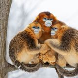 Qinling Mountains, Zentralchina: Nicht die Kälte, sondern die Entwaldung durch den Menschen ist der größte Feind dieser Goldstumpfnasen