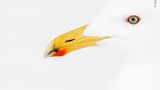 Wildlife Photographer of the Year: Hokkaido, Japan: Eine Beringmöwe wartet auf die Rückkehr von Fischerbooten. Der rote Schnabelfleck ist ein Kennzeichen erwachsener, gesunder Tiere Hokkaido, Japan: Eine Beringmöwe wartet auf die Rückkehr von Fischerbooten. Der rote Schnabelfleck ist ein Kennzeichen erwachsener, gesunder Tiere