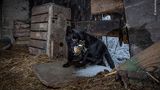 Czarnków, Polen: Eine Katze tappt mit ihrer Beute, einem Buchfink, in die Kamerafalle von Fotograf Michał Michlewicz