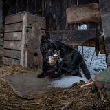 Czarnków, Polen: Eine Katze tappt mit ihrer Beute, einem Buchfink, in die Kamerafalle von Fotograf Michał Michlewicz