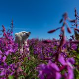 Churchill, Kanada: Dieses Eisbären-Junge hält im Blütenmeer von Weidenröschen nach seiner Mutter Ausschau