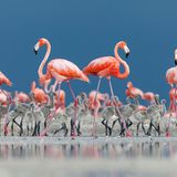 Ria Lagartos Biosphere Reserve, Mexico: Flamingos beaufsichtigen ihren Nachwuchs bei der Nahrungssuche