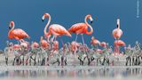 Ria Lagartos Biosphere Reserve, Mexico: Flamingos beaufsichtigen ihren Nachwuchs bei der Nahrungssuche