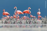 Ria Lagartos Biosphere Reserve, Mexico: Flamingos beaufsichtigen ihren Nachwuchs bei der Nahrungssuche