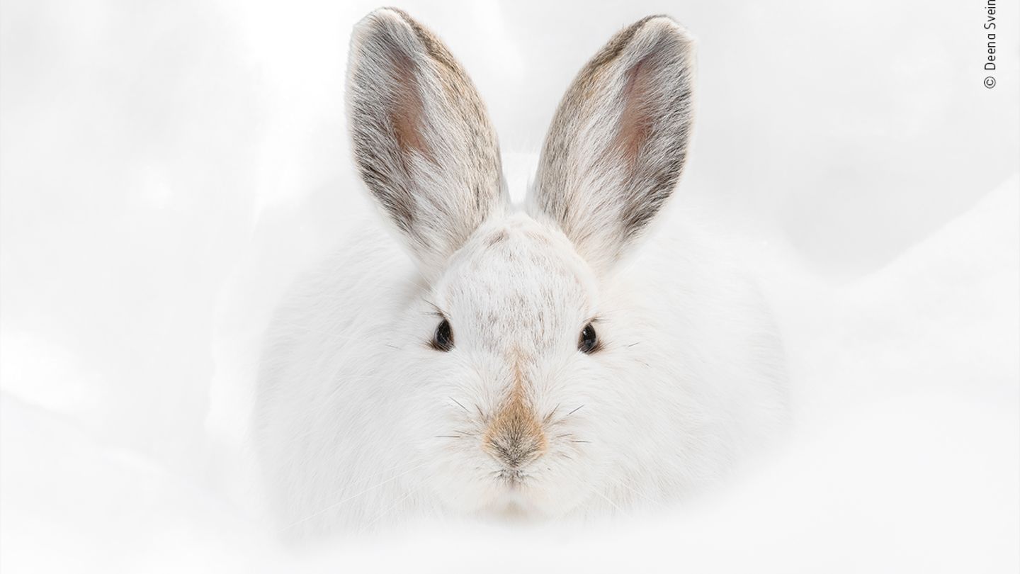 Rocky Mountain National Park, USA: Ein Schneeschuhhase beobachtet die Fotografin, Deena Sveinsson