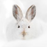 Rocky Mountain National Park, USA: Ein Schneeschuhhase beobachtet die Fotografin, Deena Sveinsson