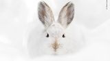 Rocky Mountain National Park, USA: Ein Schneeschuhhase beobachtet die Fotografin, Deena Sveinsson