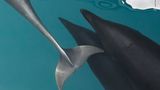 Monterey Bay, USA: Das türkisfarbene Wasser der kalifornischen Monterey Bay ist der perfekte Hintergrund für diese Szene mit zwei Nördlichen Glattdefinen