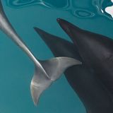 Monterey Bay, USA: Das türkisfarbene Wasser der kalifornischen Monterey Bay ist der perfekte Hintergrund für diese Szene mit zwei Nördlichen Glattdefinen