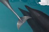 Monterey Bay, USA: Das türkisfarbene Wasser der kalifornischen Monterey Bay ist der perfekte Hintergrund für diese Szene mit zwei Nördlichen Glattdefinen