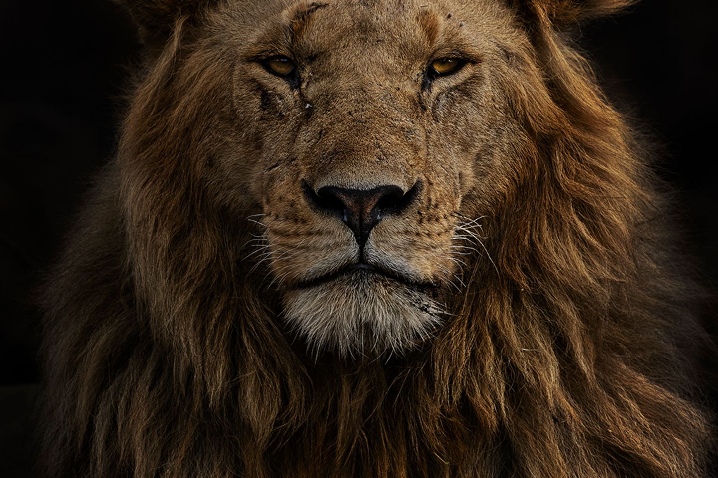 Masai Mara, Kenia: Dieses eindrucksvolle Porträt eines Löwenmännchens gelang der Fotografin Marina Cano vor dem Hintergrund einer verbrannten Graslandschaft
