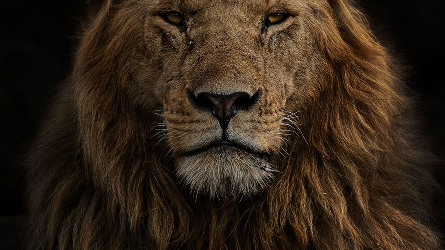 Masai Mara, Kenia: Dieses eindrucksvolle Porträt eines Löwenmännchens gelang der Fotografin Marina Cano vor dem Hintergrund einer verbrannten Graslandschaft
