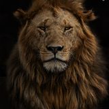 Masai Mara, Kenia: Dieses eindrucksvolle Porträt eines Löwenmännchens gelang der Fotografin Marina Cano vor dem Hintergrund einer verbrannten Graslandschaft