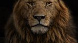 Masai Mara, Kenia: Dieses eindrucksvolle Porträt eines Löwenmännchens gelang der Fotografin Marina Cano vor dem Hintergrund einer verbrannten Graslandschaft