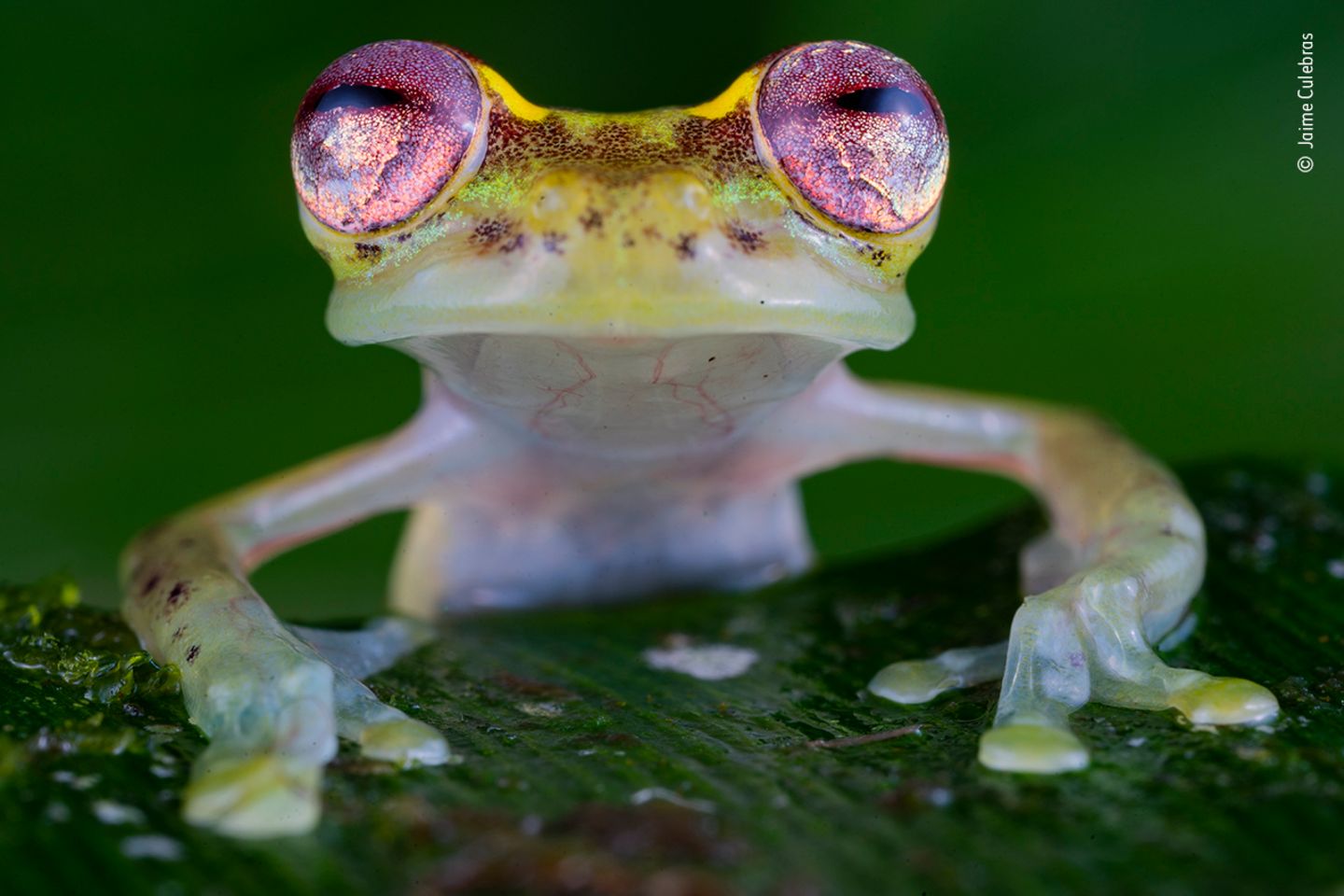 Rio Manduriacu Reserve, Ecuador: Als Fotograf Jaime Culebras dieses Glasfrosch-Weibchen mit den betörenden Augen fotografierte, schwirrten die Rufe mehrerer Männchen durch die Luft des Regenwalds