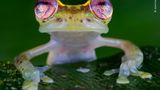 Rio Manduriacu Reserve, Ecuador: Als Fotograf Jaime Culebras dieses Glasfrosch-Weibchen mit den betörenden Augen fotografierte, schwirrten die Rufe mehrerer Männchen durch die Luft des Regenwalds