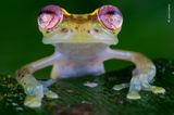 Rio Manduriacu Reserve, Ecuador: Als Fotograf Jaime Culebras dieses Glasfrosch-Weibchen mit den betörenden Augen fotografierte, schwirrten die Rufe mehrerer Männchen durch die Luft des Regenwalds