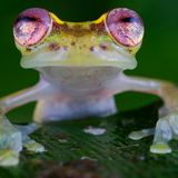 Rio Manduriacu Reserve, Ecuador: Als Fotograf Jaime Culebras dieses Glasfrosch-Weibchen mit den betörenden Augen fotografierte, schwirrten die Rufe mehrerer Männchen durch die Luft des Regenwalds