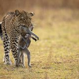 South Luangwa National Park, Sambia: Diese Leopardin hat gleich zwei Kindapaviane erlegt: eine Mutter und ihr wehrloses Kind