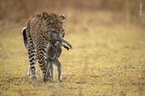 South Luangwa National Park, Sambia: Diese Leopardin hat gleich zwei Kindapaviane erlegt: eine Mutter und ihr wehrloses Kind