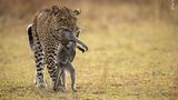 South Luangwa National Park, Sambia: Diese Leopardin hat gleich zwei Kindapaviane erlegt: eine Mutter und ihr wehrloses Kind
