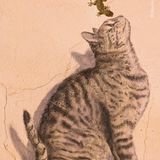 Corella, Spanien: Eiin Gecko tanzt einer – gemalten – Katze auf der Nase herum