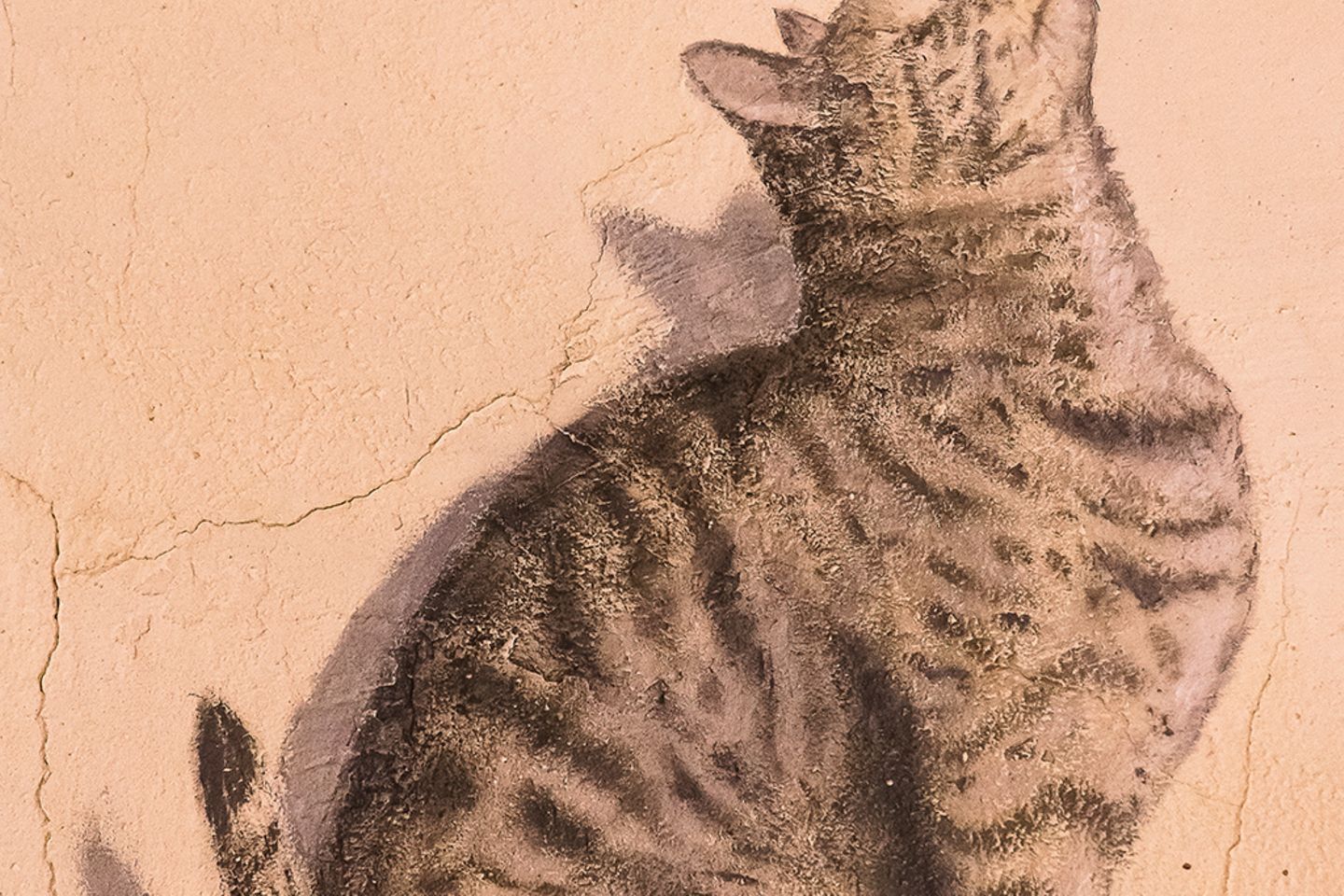 Corella, Spanien: Eiin Gecko tanzt einer – gemalten – Katze auf der Nase herum