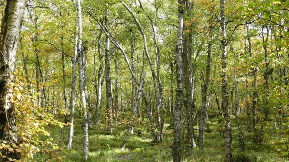 Moor-Birke: Moor-Birken in einem Wald im Roten Moor in der Rhön Moor-Birken in einem Wald im Roten Moor in der Rhön