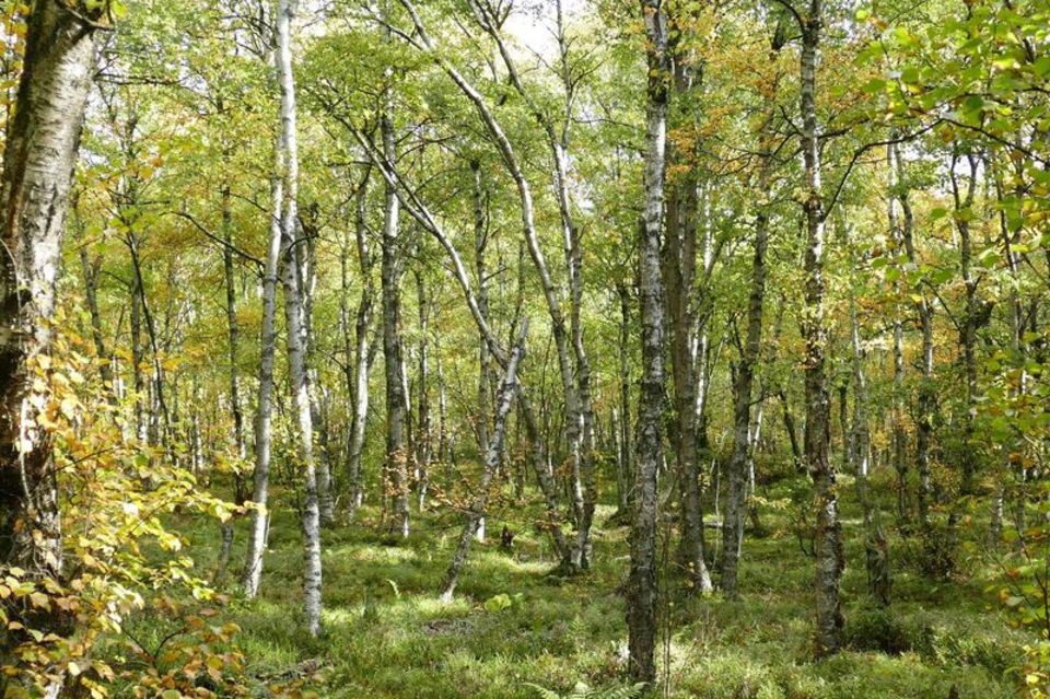 Moor-Birken in einem Wald im Roten Moor in der Röhn