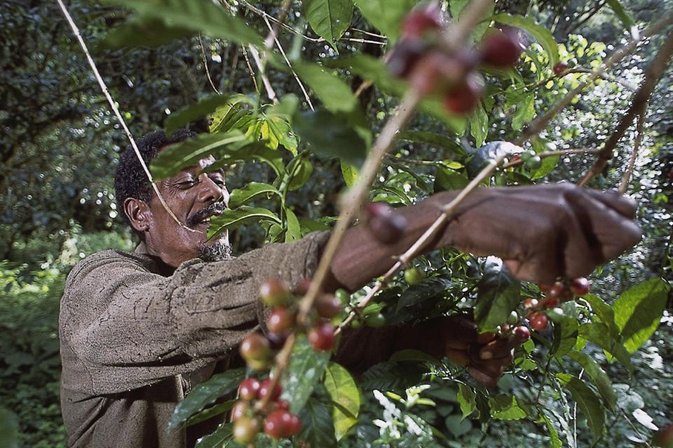 Weihnachtsaktion: Waldanrainer pflücken Kaffeekirschen im Unterholz. Sie trinken den Wildkaffee seit Jahrhunderten - jetzt verkaufen sie ihn auch Waldanrainer pflücken Kaffeekirschen im Unterholz. Sie trinken den Wildkaffee seit Jahrhunderten - jetzt verkaufen sie ihn auch