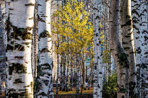 Die Moor-Birke ist Baum des Jahres 2023