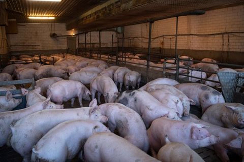 Ein Schweinestall in Niedersachsen