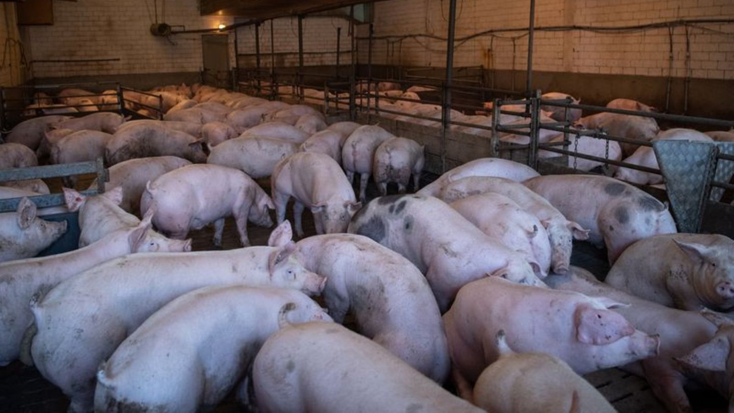 Ein Schweinestall in Niedersachsen