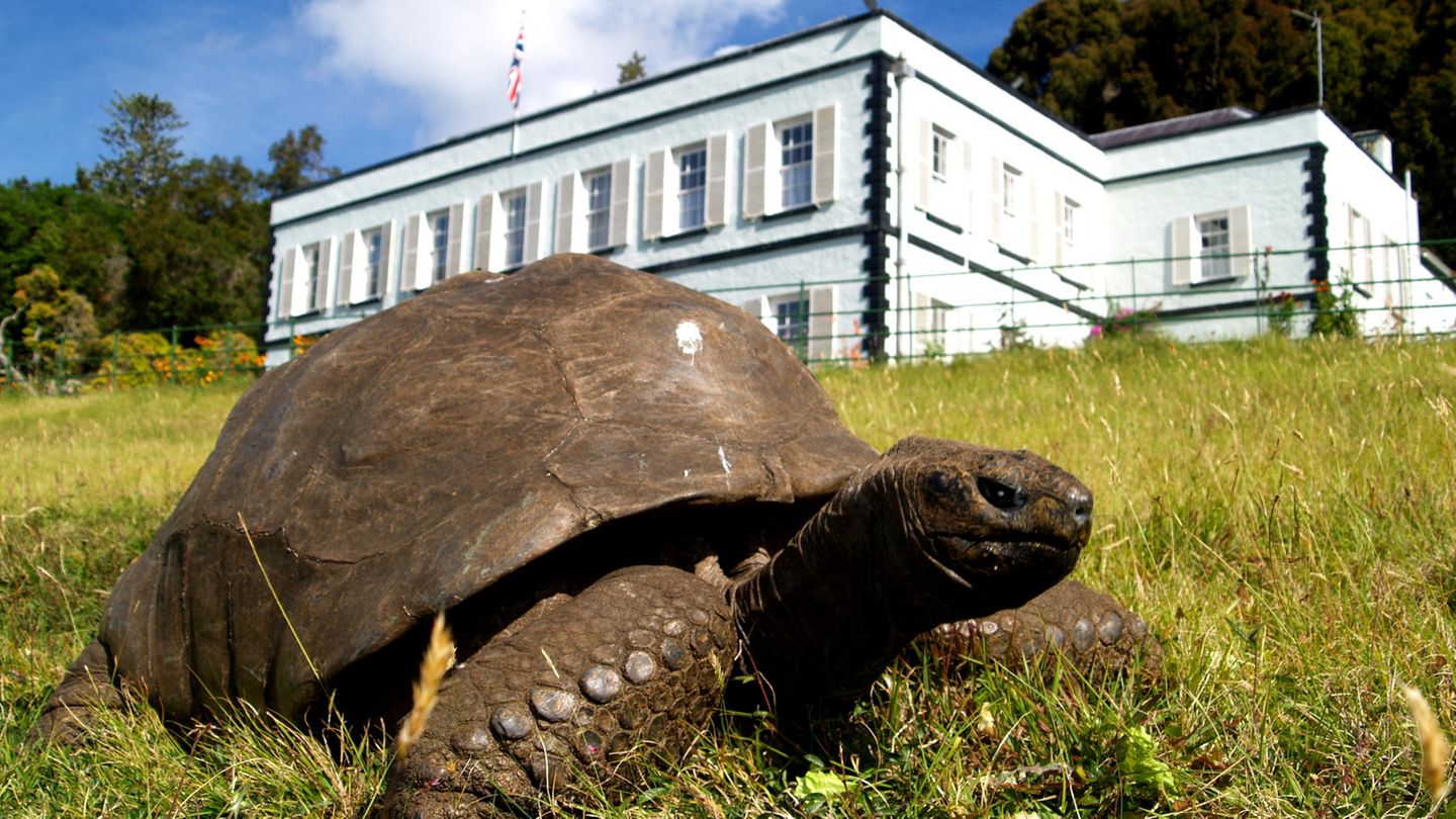 Schildkröte auf einer Wiese, im Hintergrund ist ein weißes Gebäude