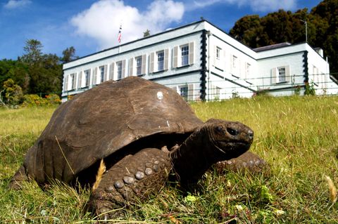 Schildkröte auf einer Wiese, im Hintergrund ist ein weißes Gebäude