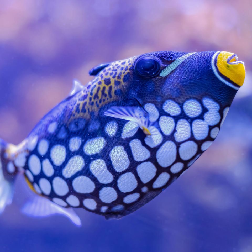 Man fragt sich beim Blick ins Aquarium: Wie schlafen Fische?