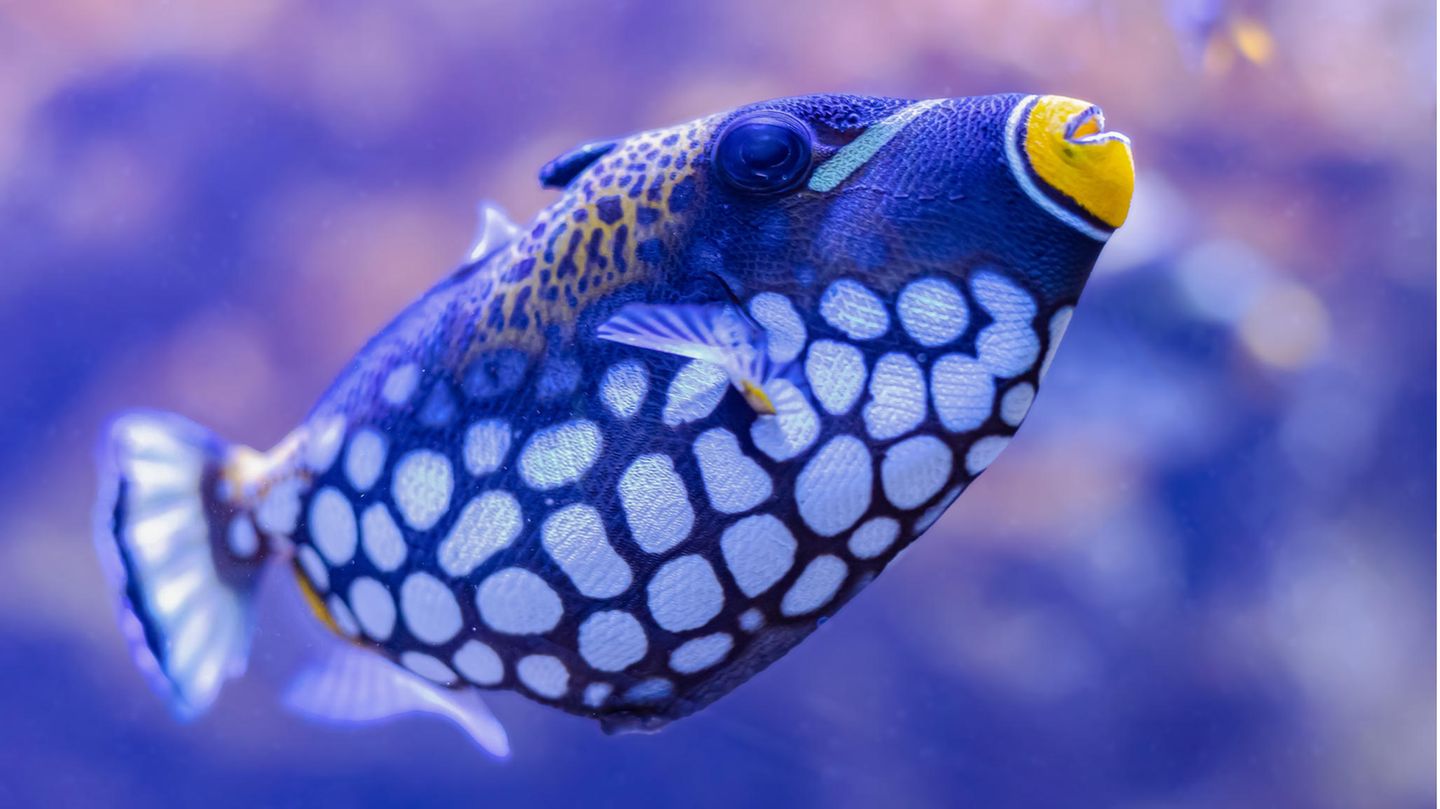 Man fragt sich beim Blick ins Aquarium: Wie schlafen Fische?