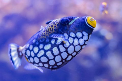 Man fragt sich beim Blick ins Aquarium: Wie schlafen Fische?