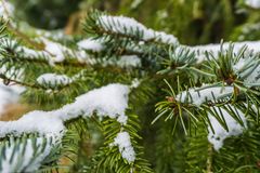 Weihnachtsbaum mit Schnee